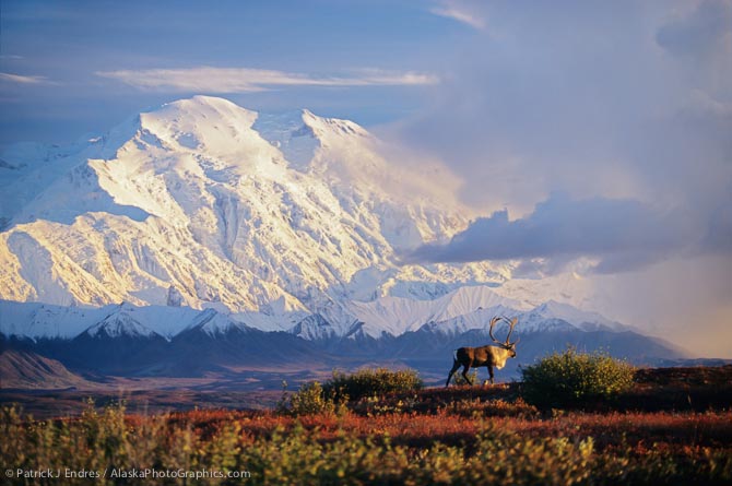 Bull caribou walks in the autumn tundra in front of the North face of Mount McKinley, (Denali), Denali National Park, Alaska.