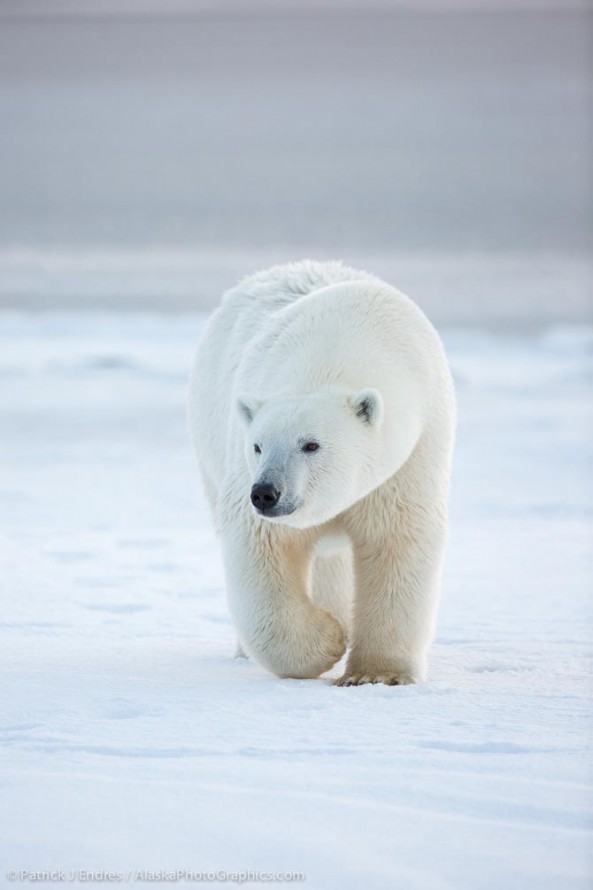 Polar bear in Alaska's arctic. Canon 5D Mark III, 200-400mm f/4L IS, (400mm), 1/250 sec @ f/4.5, ISO 1000, hand held.