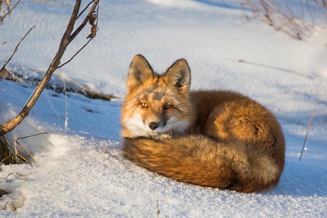 Red fox on snowy tundra. Canon 5D Mark III, 200-400mm f/4L IS w/1.4x plus ext 1.4x. 1/350 sec @ f/8, ISO 400 (784mm)