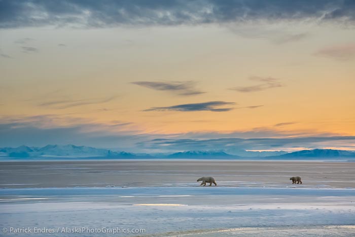 Polar bears in Arctic Alaska, Brooks Range mountains in the distance. Canon 5D Mark III, 24-105mm f/4L IS, (73mm), 250 @ 5/5.6, ISO 800.