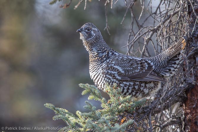 Spruce grouse in tree. Canon 5D Mark III, 200-400mm f/4L IS w/1.4x, (590mm), 1/400 sec @f/5.6, ISO 640