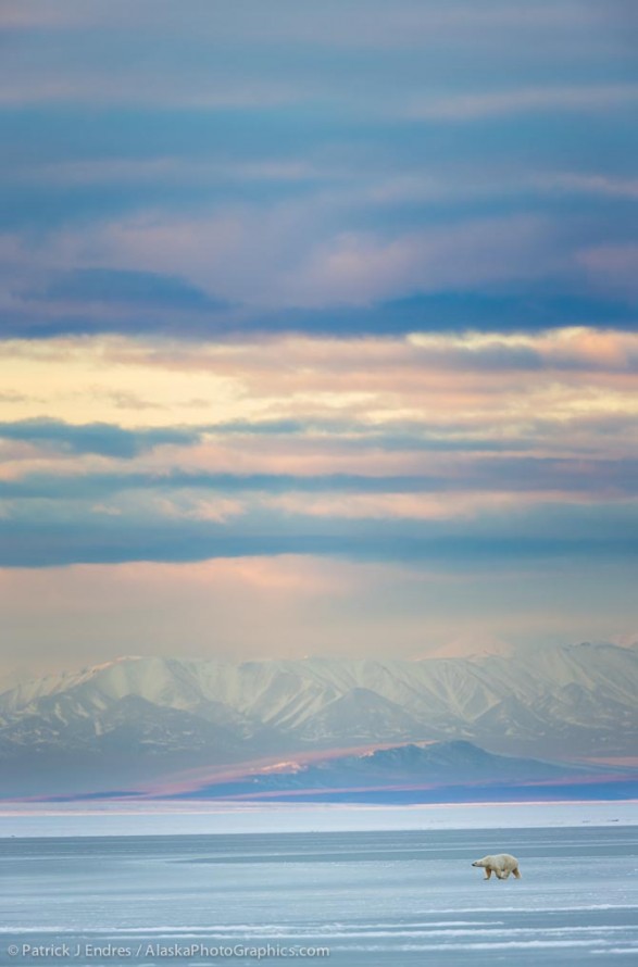 Polar bear and the Romanzof mountains of the Brooks Range, Arctic, Alaska. Canon 5D Mark III, 500mm f/4L IS II w/1.4x (700mm) 1/320 sec @ f/5.6, ISO 800. Stitch of three images.