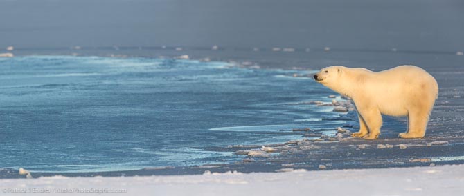 Polar bear in Alaska's Arctic. Canon 5D Mark III, 500mm f/4L IS w/1.4x (700mm) 1/320 @ f/6.3, ISO 200.