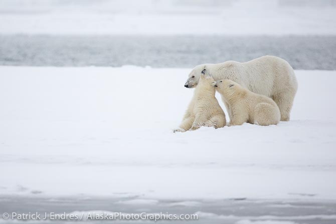 Polar bear and cubs. Canon 5D Mark III, 200-400mm f/4L IS, 1/2000 sec @ f/4, ISO 1000.
