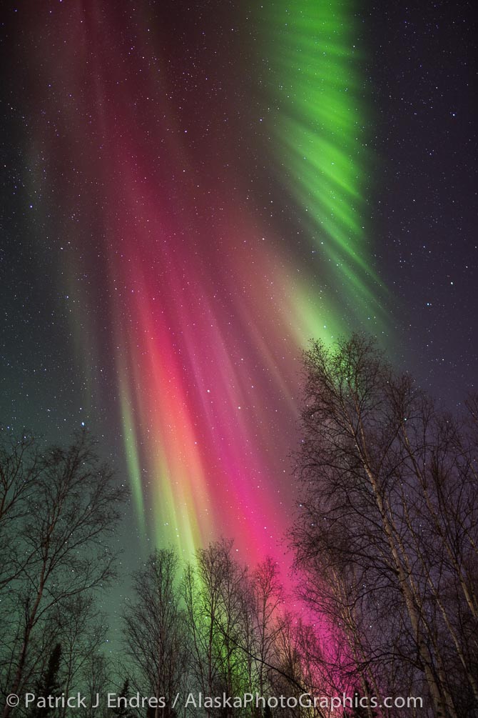 Aurora and birch trees
