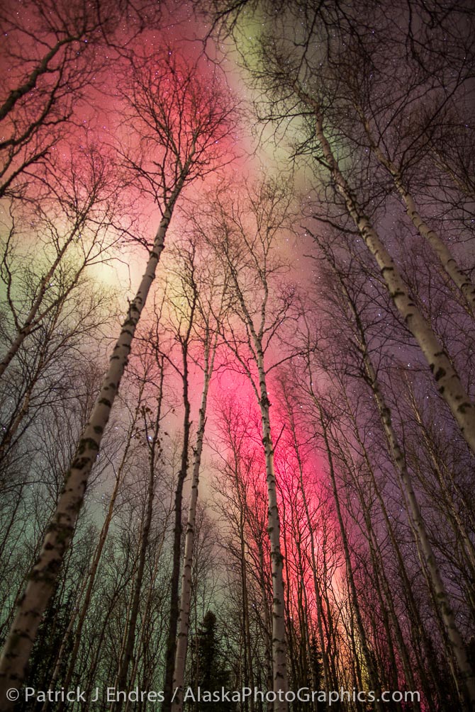 Red aurora over birch trees, Fairbanks, Alaska. Canon 5D Mark III, Rokinon 24mm f/1.4, 15 sec @ f/1.4, ISO 1600