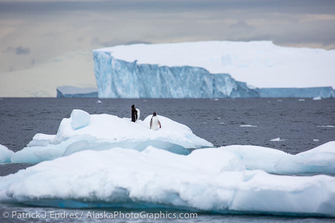 Gentoo penguins on iceberg, Antarctica. Canon 5D Mark III, 24-104mm f/4L IS,
