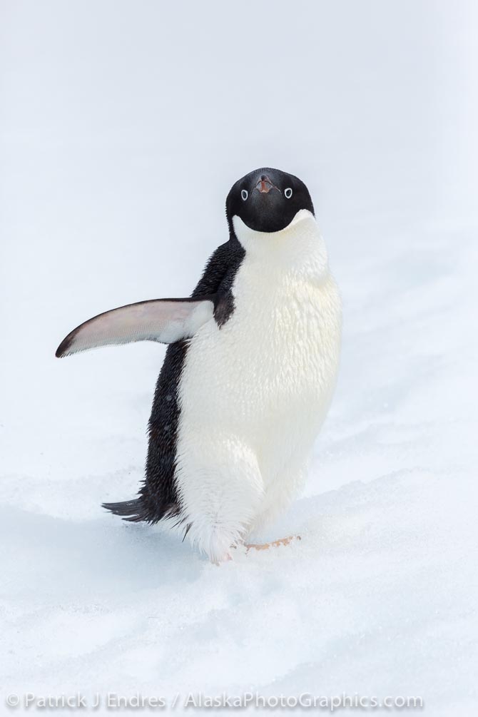 Friendly and curious Adelie penguins - AlaskaPhotoGraphics