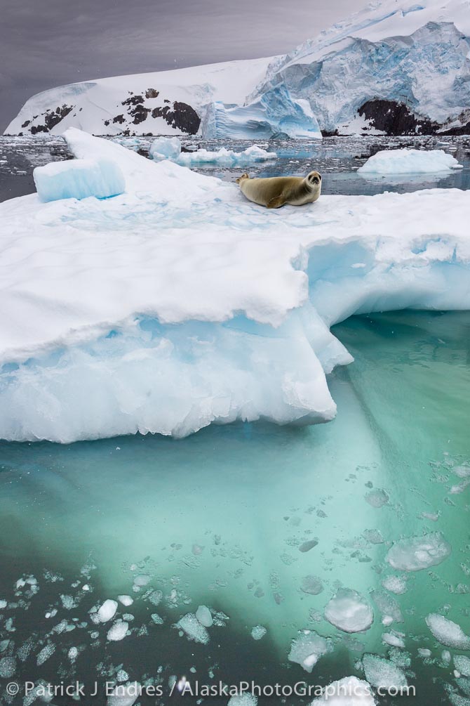 Crabeater seal on iceberg, Antarctica. Canon 5D Mark III, 24-105 f/4L IS (24mm), 1/800 sec @ f/13, ISO 400.