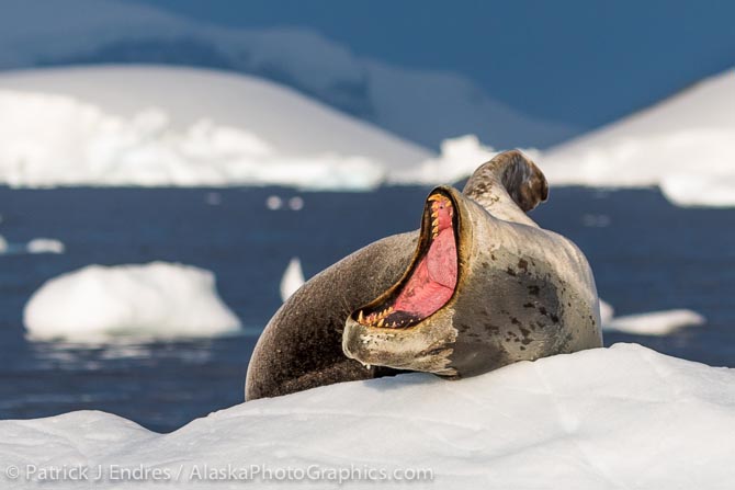 Formidable jaws and teeth of a leopard seal.
