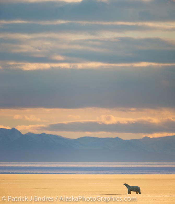 Polar bear and the Romanzof mountains of the Brooks Range, Arctic, Alaska. Canon 5D Mark III, 500mm w/1.4x (700) 1/800 @ f/5.6, ISO 400. Stitch of three images.