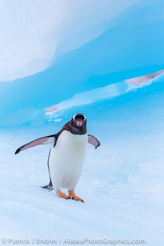 Gentoo penguin on blue iceberg. Cierva Cove, Antarctica. Canon 5D Mark III, 100-400mm f/5.6L IS, 1/1600 @ f/9, ISO 400