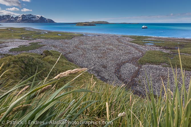 King Penguin colony, Salisbury Plain, South Georgia Island. Canon 5D Mark III, 24-105mm f/4L IS, 1/100 @ f/14, ISO 100