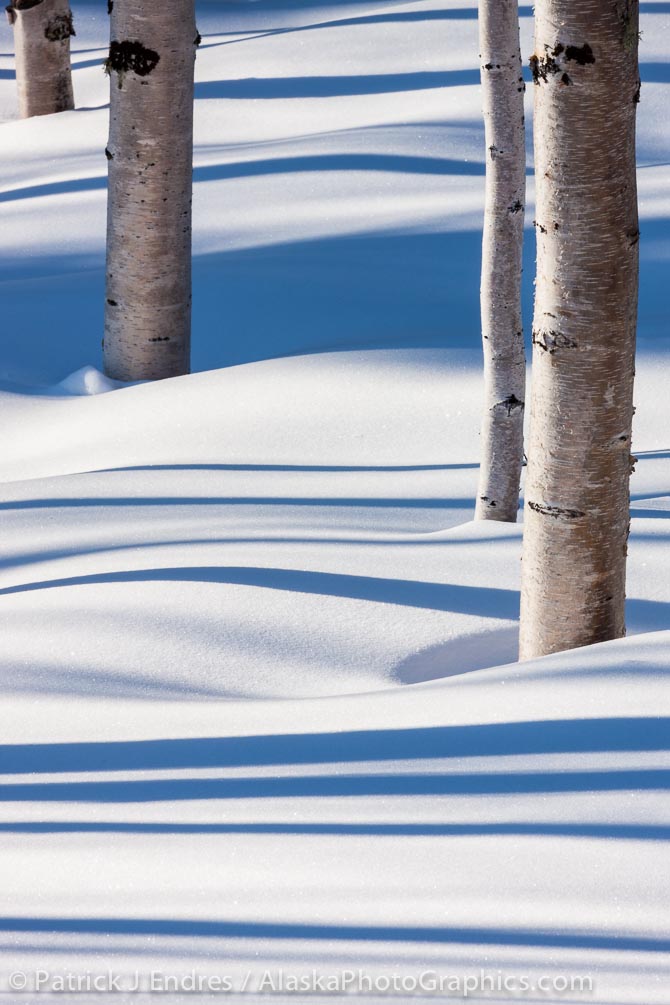 Alaska paper birch trees, Fairbanks, Alaska. Canon 1Ds Mark III, 400mm f/5.6L, 1/13 sec @ f/32, ISO 100.