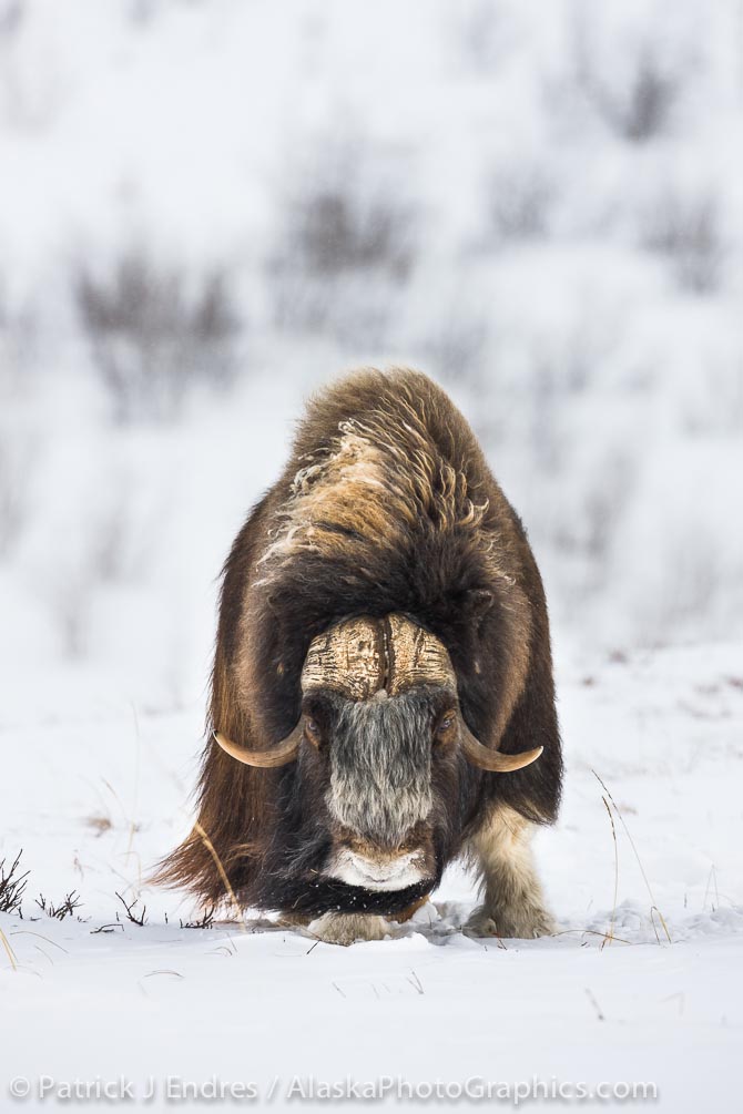 Bull muskox on the snow covered tundra of the arctic north slope, Alaska