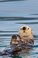 Sea otter, Port Wells, Prince William Sound, southcentral, Alaska. Canon 1Ds Mark III, 500mm f/4L IS w/1/4x (700mm), 1/500 sec @f/9, ISO 400, hand held.