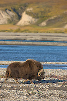 Muskox along the Sagavanirktok river and the Franklin Bluffs on the arctic coastal plains, arctic, Alaska.