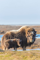 A young muskox calf and adult on the tundra of Alaska's arctic north slope.