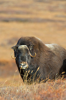 Muskox on the tundra, Seward Peninsula, arctic Alaska.