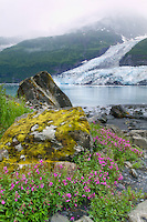 Dwarf fireweed, cascade and Barry tidewater glaciers in Barry Arm, Prince William Sound, Alaska