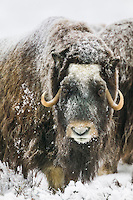 Muskox with snow covered quviut stands on the snowy tundra of Alaska's arctic north slope.