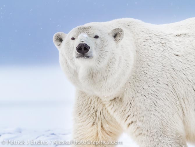 Polar bear portrait