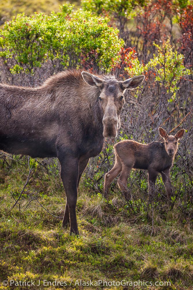 Cow moose and calf. Canon 5D Mark II, 500mm f/4L IS, 1/250 @ f/4, ISO 400.