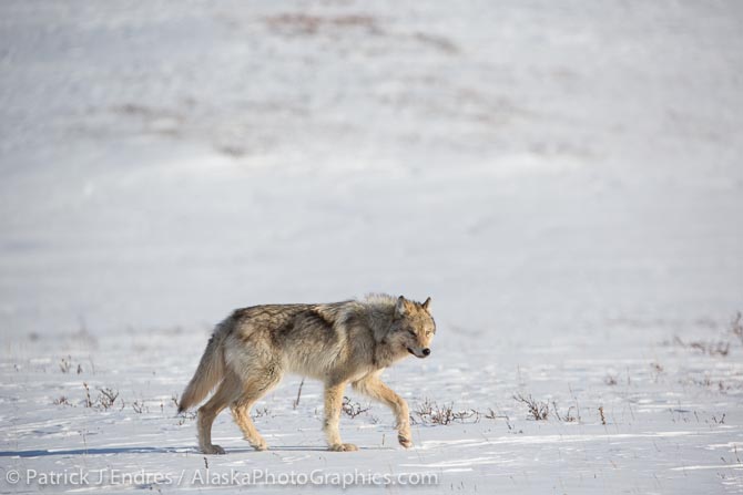 Wolf in Alaska's Arctic. Canon 5D Mark III, 200-400 f/4L IS w/1.4x (519mm), 1/1250 @ f/7.1, ISO 200.