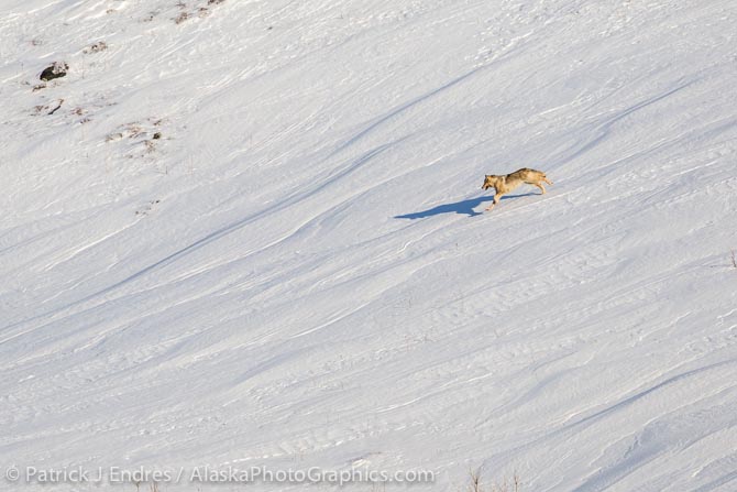 Wolf in Alaska's Arctic. Canon 5D Mark III, 500mm f/4L IS w/1.4x (700mm), 1/1000 @ f/7.1, ISO 250.