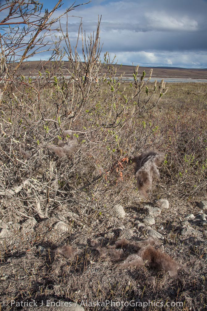 Qiviut in the willows of the tundra.