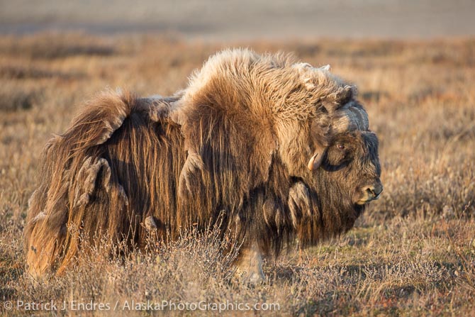 Muskox shedding qiviut. Alaska's Arctic North Slope. Canon 5D Mark III, 500mm f/4L IS, 1/500 @ f/4, ISO 400.