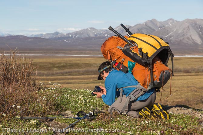 Tundra wildflowers.