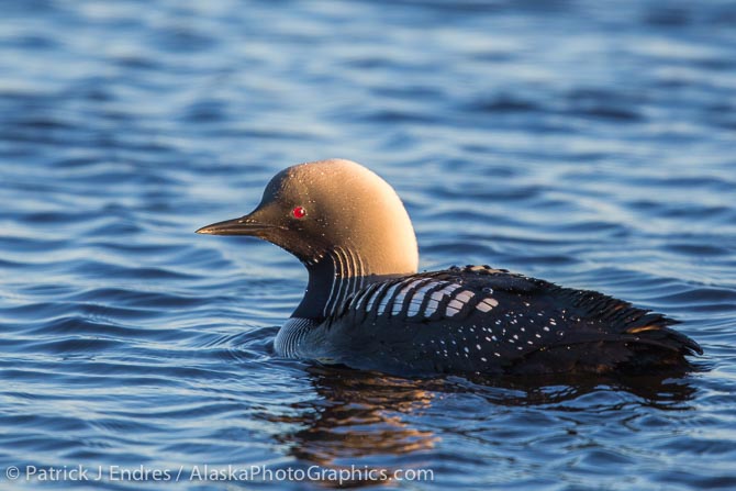 Pacific loon, Arctic North Slope, Alaska. Canon 5D Mark III, 500 mm f/4L IS II w/1.4x, (700mm), 1/800 sec @ f/5.6, ISO 640.