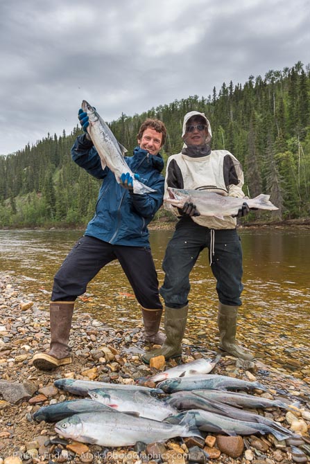 Red salmon harvest from the Copper River personal use fishery.