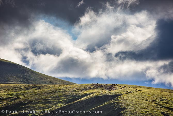 Herd of caribou in Denali National Park, Alaska. Canon 5D Mark III, 200-400mm f/4 L (400mm), 1/3200 sec @ f.6.3, ISO 500 