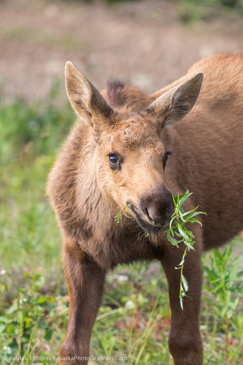 Baby moose, Denali National Park, Alaska. Canon 5D Mark III, 500mm f/4L IS II, 1/250 sec @ f/5.6, ISO 200.