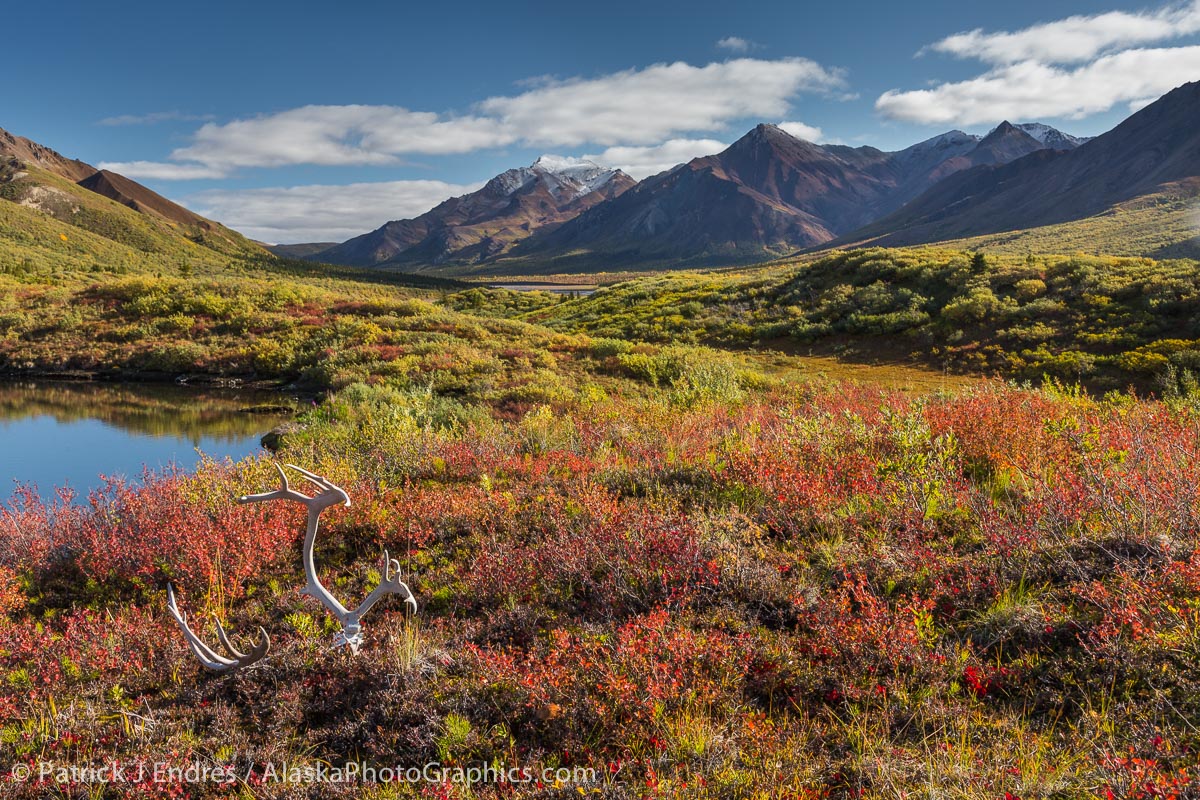 Autumn tundra and caribou antlers. Canon 5D Mark III, 24-105mm f/4L IS (32mm), 1/60 @ f/14, ISO 320