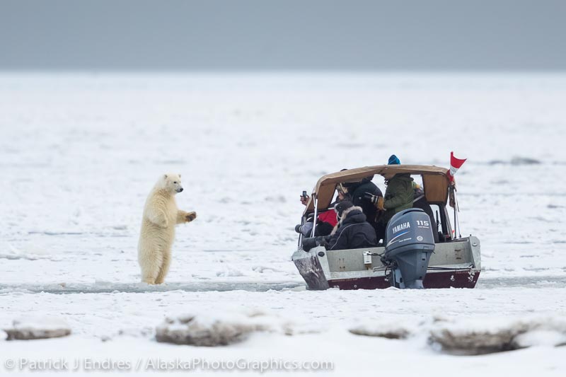 Hello bear! Yes, this is a photo tour, but notice the only camera being used is the boat driver's iPhone!