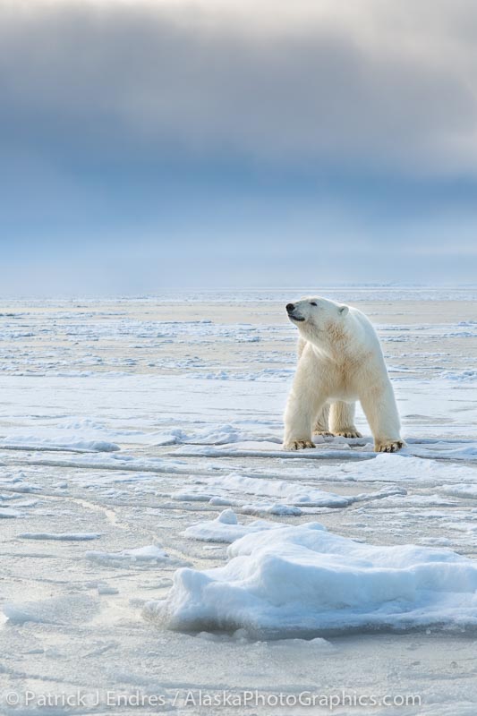 Polar bear on ice