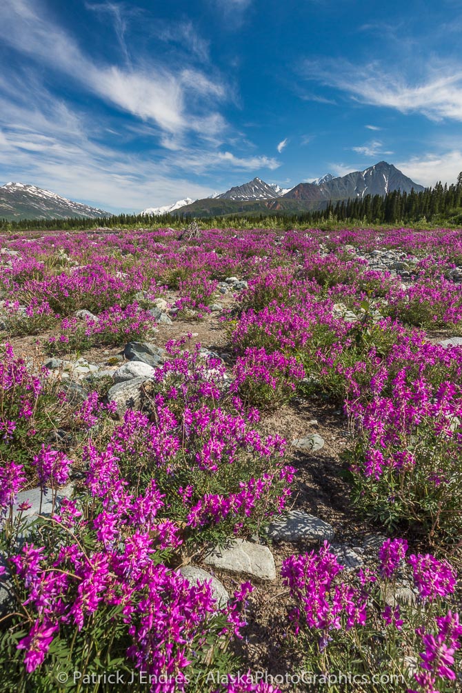 Wild sweet pea, Miller Creek, Alaska Range mountains. Caon 5 D Mark III, 16-36mm f/4L IS.