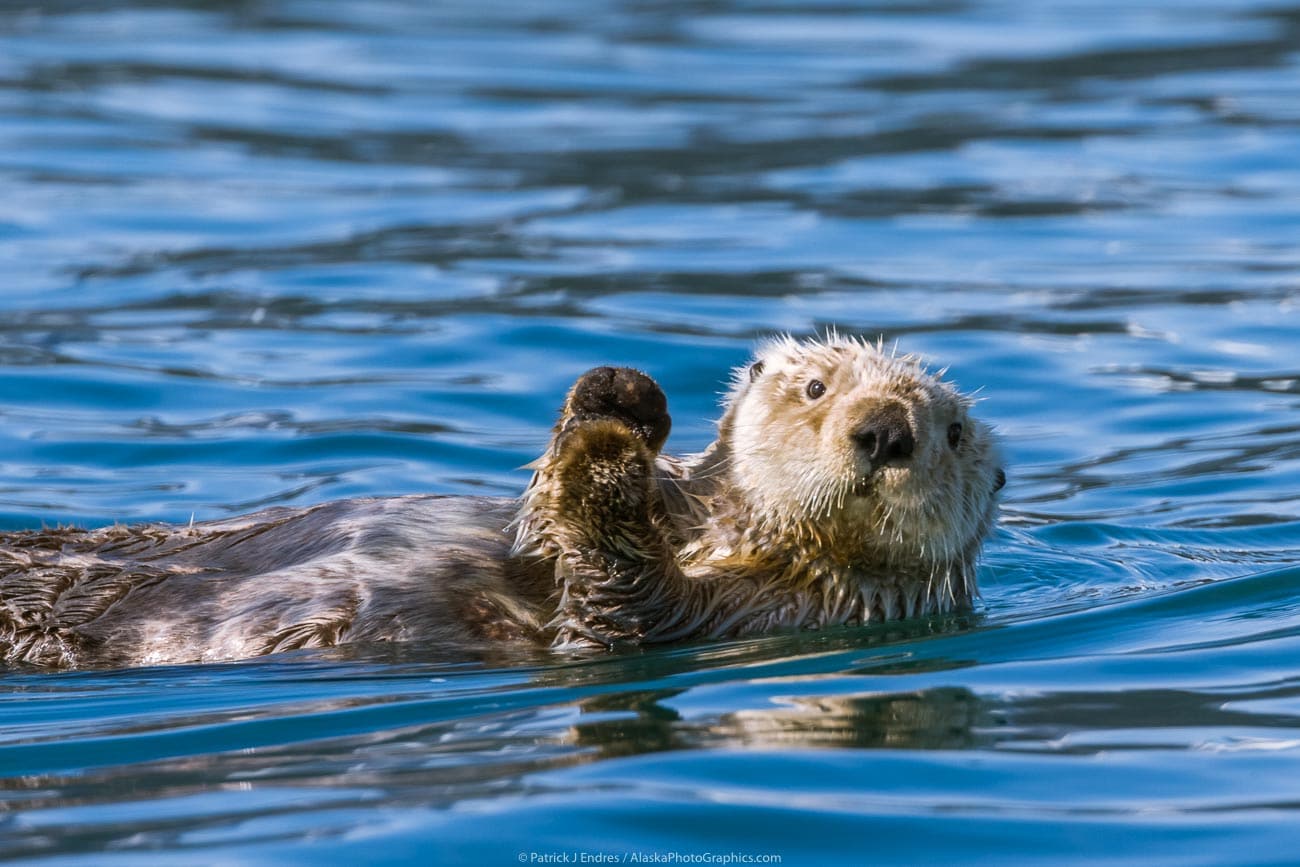 Alaska Wildlife photo gallery