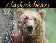Alaska Bears photo gallery