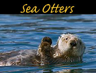 sea otter photos