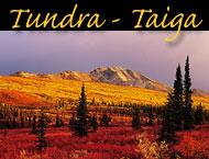 tundra photos
