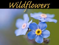 wildflower photos