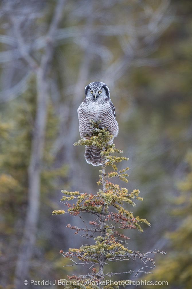 Interior Alaska.