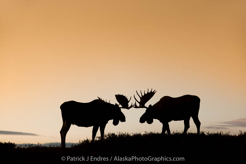 Denali National Park, Interior, Alaska