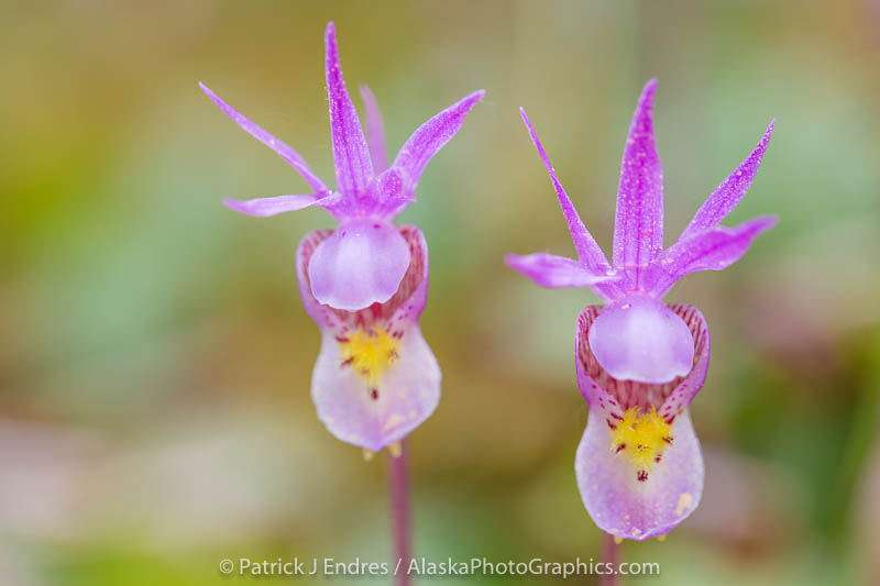 Spring blossoming Fairy Slipper or Calypso Orchid, Fairbanks, Alaska.