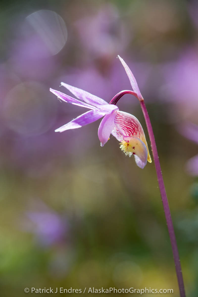 Spring blossoming Fairy Slipper or Calypso Orchid, Fairbanks, Alaska.