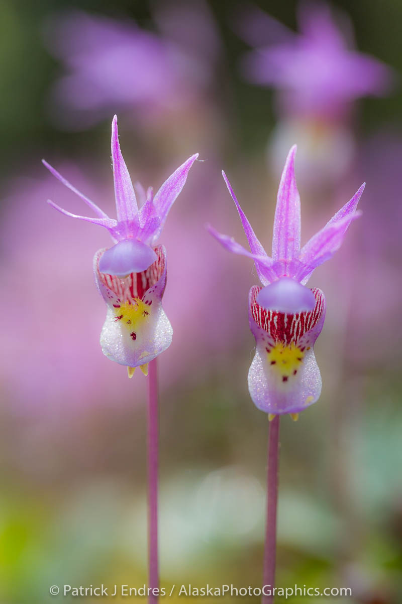 Spring blossoming Fairy Slipper or Calypso Orchid, Fairbanks, Alaska.